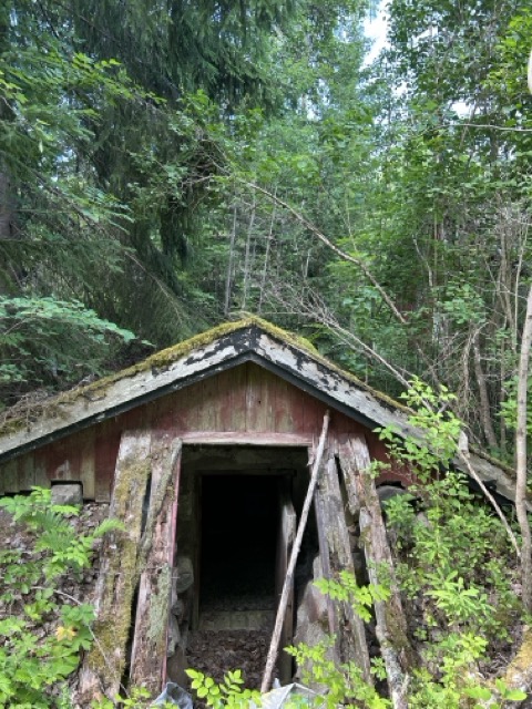 Gammal jordkällare halvt igenvuxen av skog och buskar